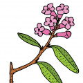 Siberian rhododendron