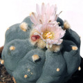 peyote