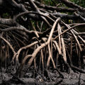 Mangrove Wood