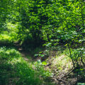 Forest Foliage