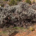 Desert Sagebrush