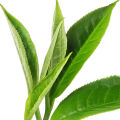 Gyokuro Tea