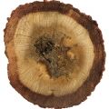 Australian Oud