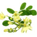 Moringa Blossom