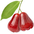 Rose Apple