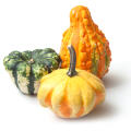 Flowering Gourd