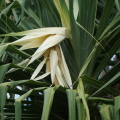 Kewra