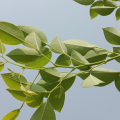 Rosewood Leaf