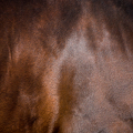 Horse skin