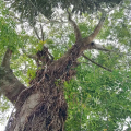 Bulletwood Tree