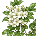 Orange Jasmine