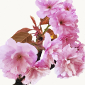 Kanzan Cherry