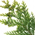 Taiwan Incense-cedar