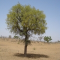 Ghaf tree