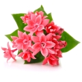 Bouvardia