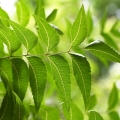 Neem tree