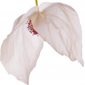 Dove tree