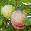 Cassowary fruit