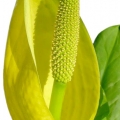 Western Skunk Cabbage