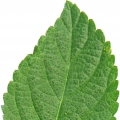 Lantana leaves
