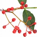 Japanese pepper