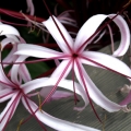 Crinum lily