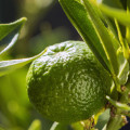 Chinotto