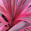 Ti Leaf (Cordilyne)